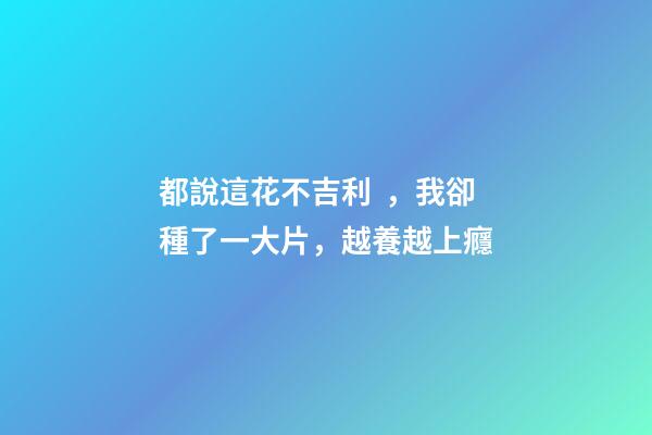 都說這花不吉利，我卻種了一大片，越養越上癮
